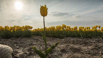 Yellow Tulips 4 van Arjan Benders