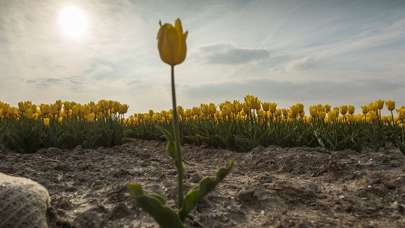 Yellow Tulips 4 von Arjan Benders