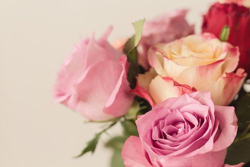 Pastellfarbene Rosen