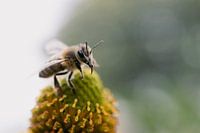 Bee on a Flower