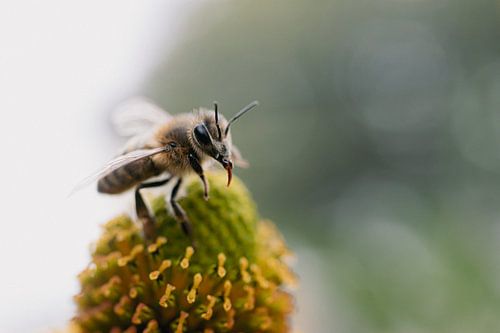 Bij op een Bloem