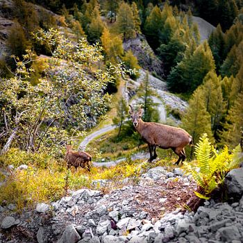 Qu'est-ce que vous regardez ?