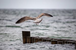 Möwe im Landeanflug