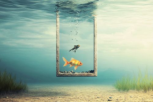 The Window to the Other World | Where a Goldfish Looks at the Sky and a Man Looks at the Depths