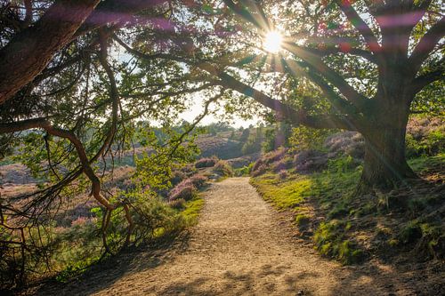 Vue à travers Posbank