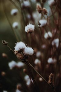Low Light Nature