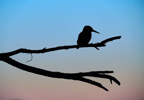 IJsvogel