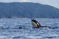 Orca in the ocean par Menno Schaefer Aperçu