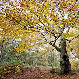 Arbre de vie (compositie 1) sur Remke Spijkers