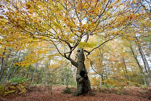 Arbre de vie (compositie 1)
