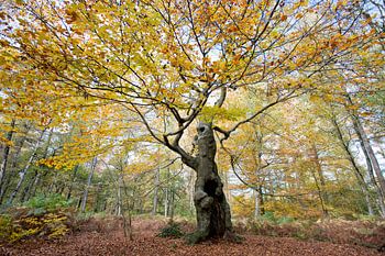 Levensboom (compositie 1)