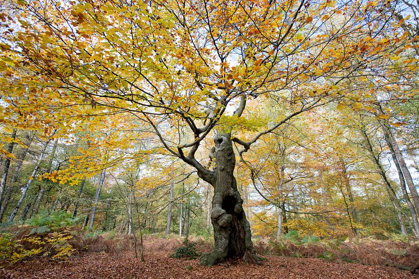 Arbre de vie (compositie 1) par Remke Spijkers