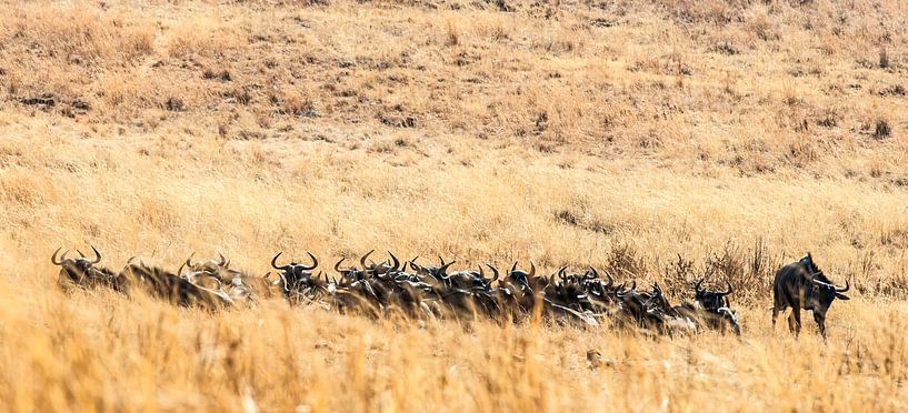 The Wildebeest "Herd" by Rob Smit