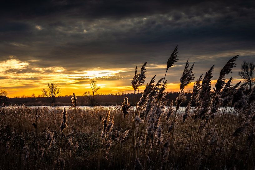 Golden Sunset by Viocida
