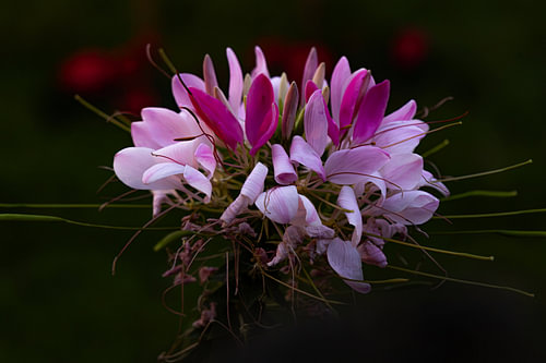 Blume