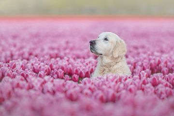 golden retriever between the pink tulips