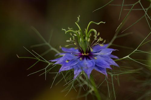 Love in a mist - Blue spirit