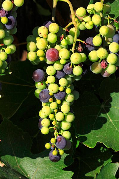 Wine by Thomas Jäger