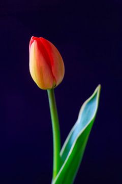 Tulip van Thomas Jäger