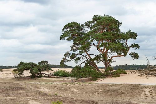 Sand drifting Veluwe