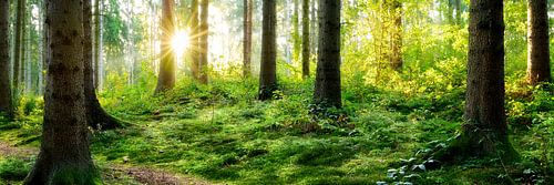 Sonnenaufgang im Wald