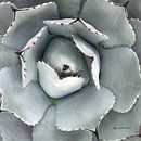 Cactus Verde I, Ed Goldstein van Wild Apple thumbnail