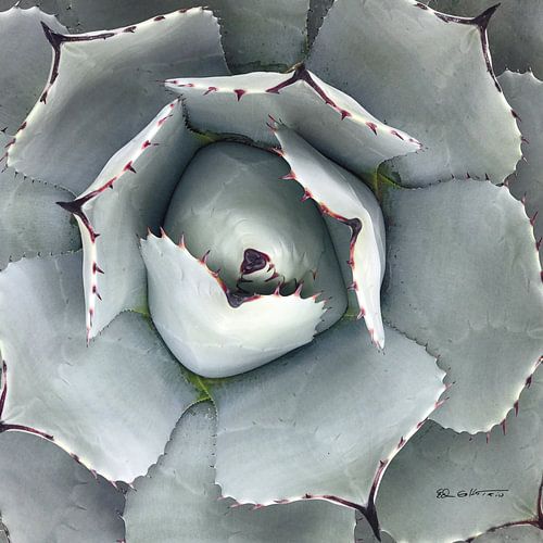 Cactus Verde I, Ed Goldstein by Wild Apple