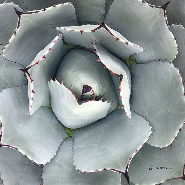 Cactus Verde I, Ed Goldstein van Wild Apple
