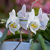 orchidee van Rachel Beijkirch