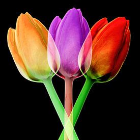 Trio de tulipes sur Klaartje Majoor