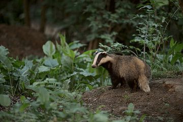 European Badger ( Meles meles ), in natural surrounding, close to its badger's sett, at dusk, wildli by wunderbare Erde