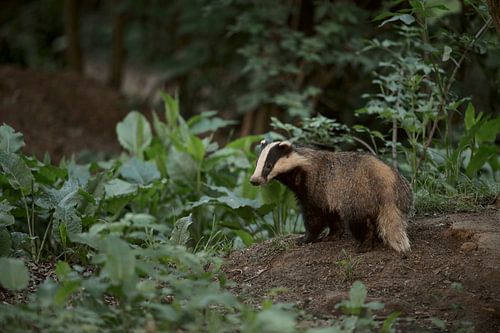 Blaireau ( Meles meles ) en fin de soirée près de son château, animaux sauvages, Europe.