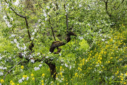 Blüte am Obstbaum