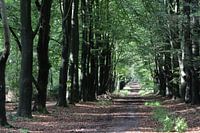 Waldweg im Dornenwald