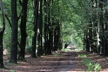 Forest path in the Thorn forest by Michel Jansen Photography