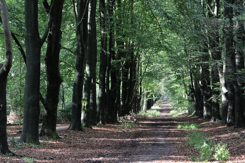 Sentier forestier dans la forêt de Thorn par Michel Jansen Photography