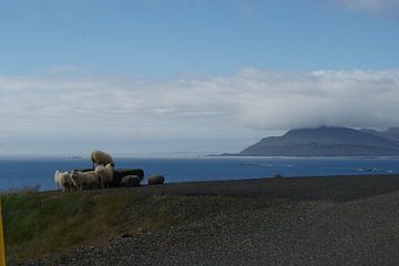 Schapen langs de weg