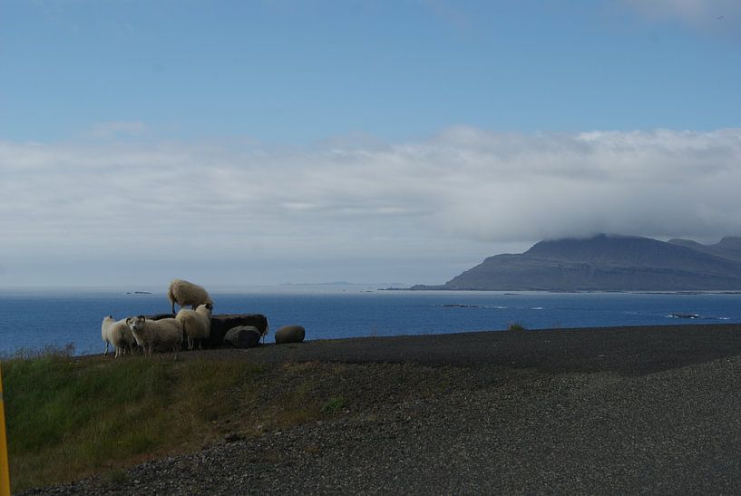 Schapen langs de weg by Monique ter Keurs