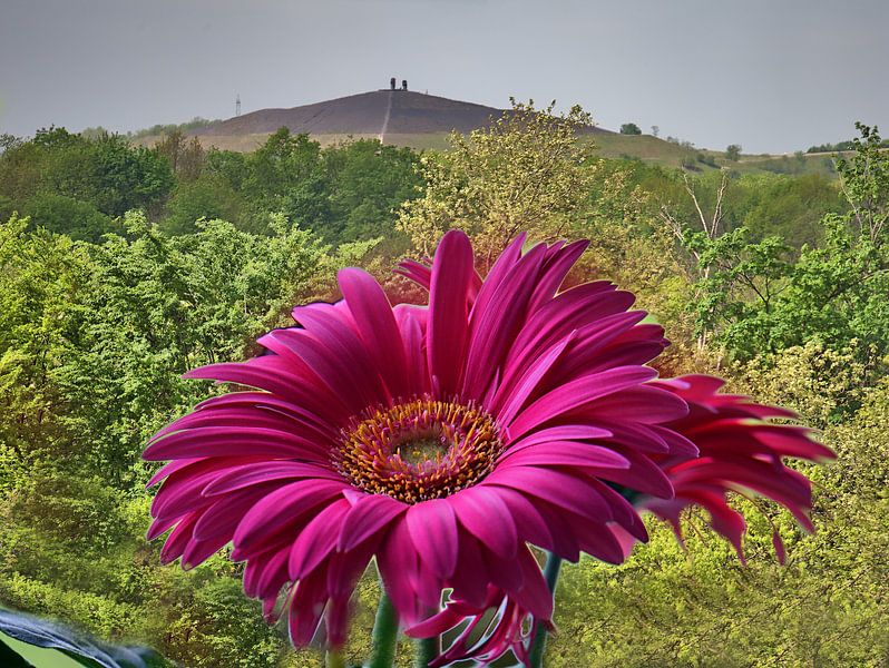 Gerbera en voorraad van Edgar Schermaul