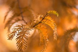 Die warmen Farben des Herbstes (Nahaufnahme der Herbstfarben der Lärche)