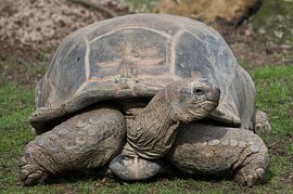 Slow Ride by Wouter Kok