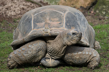 Slow Ride