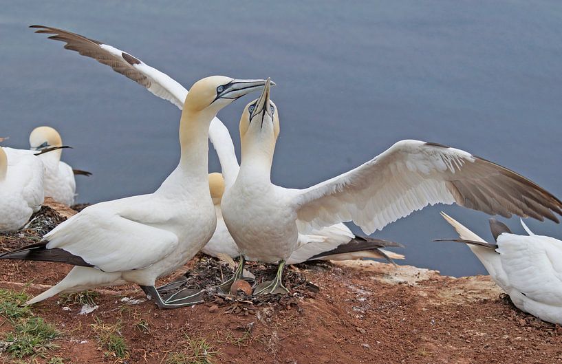 Nestbau by Wiebke Blume