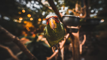 neugieriger Vogel