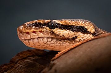 King python by Alvadela Design & Photography