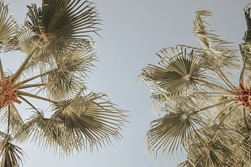 Palm | Palmtrees, palmbomen, pastel, wanderlust van beaucoup_de_bisous