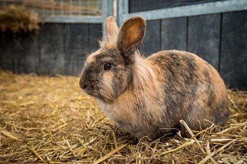 Rabbit Lola with her beautiful head of hair