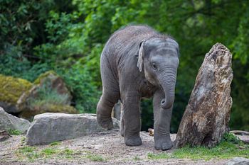 Baby elephant next to tree trunk scratching the floor