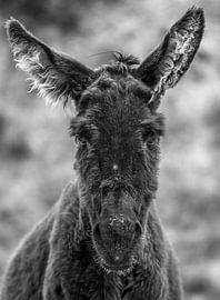 Esel - Iruya (Argentinien) von Vincent Vink