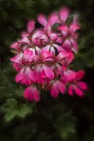 Geranium..